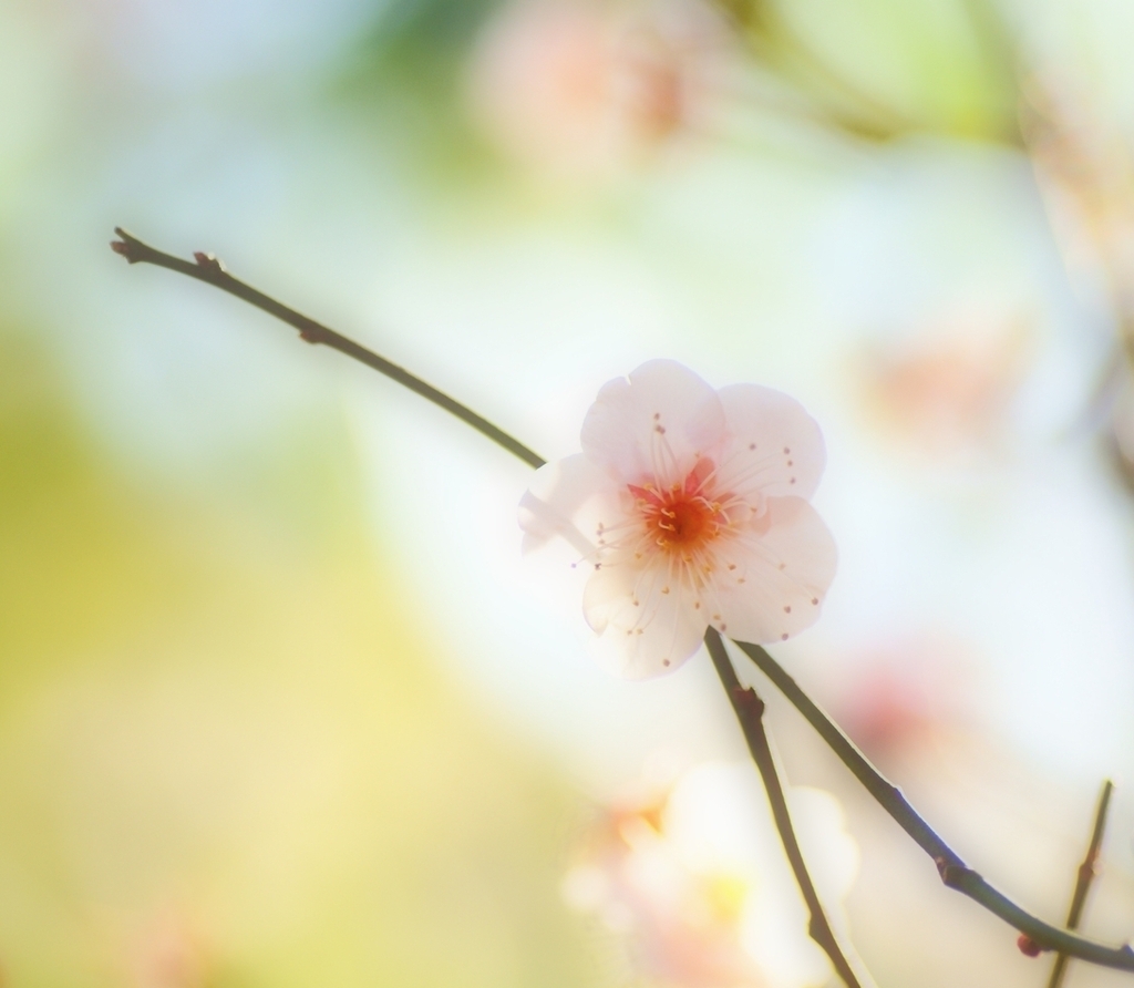 春はもうそこまで...