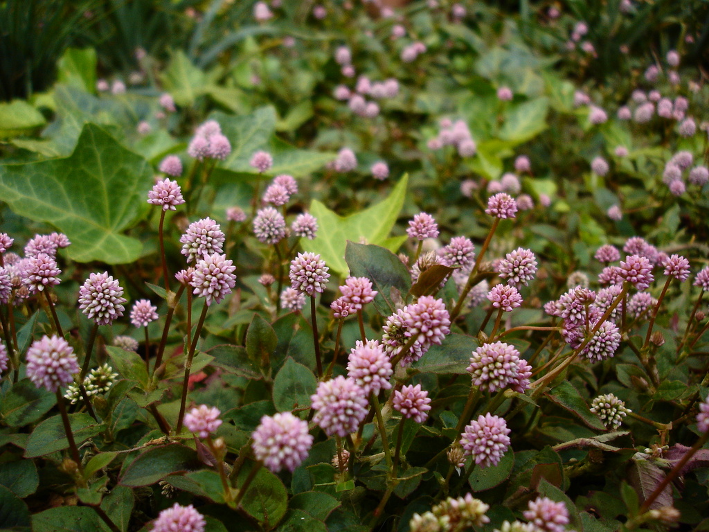 ヒメツルソバの森