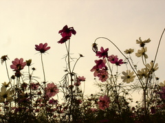 押し花風