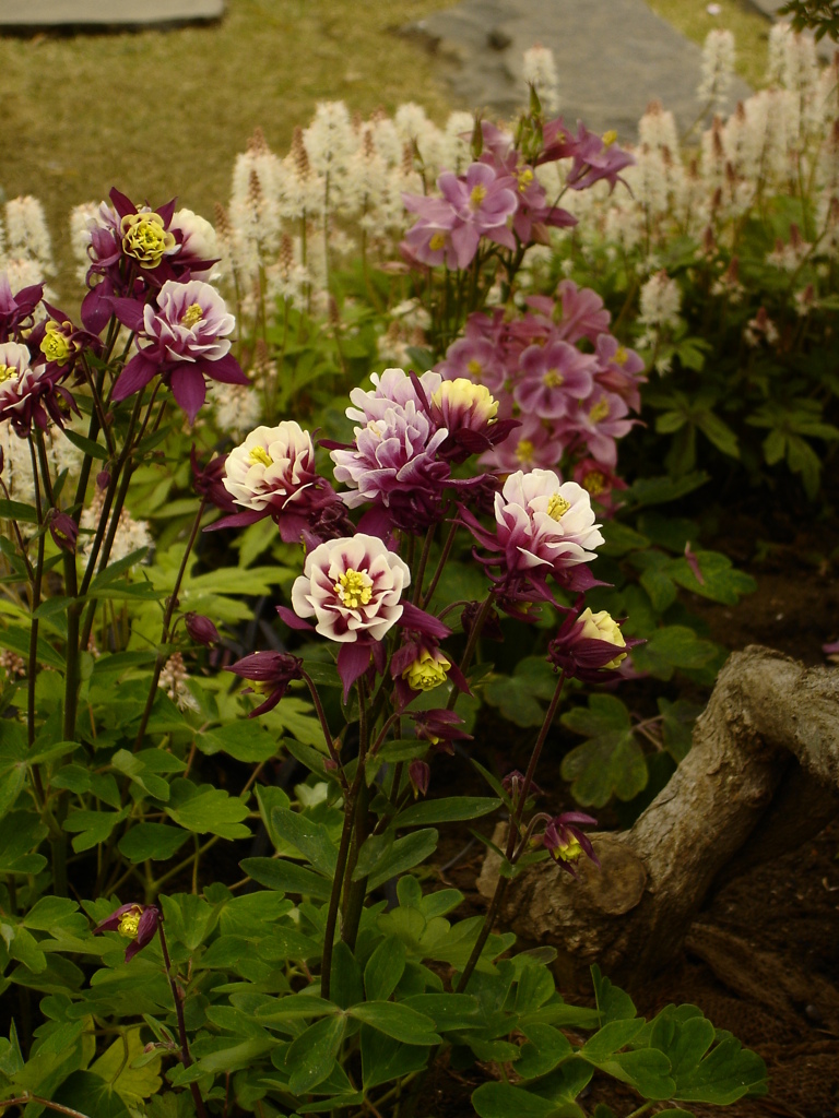 Ｆｌｏｗｅｒｓ