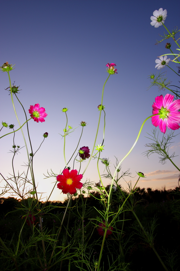 cosmos02