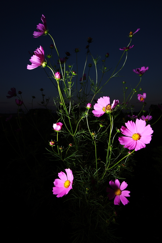 cosmos04