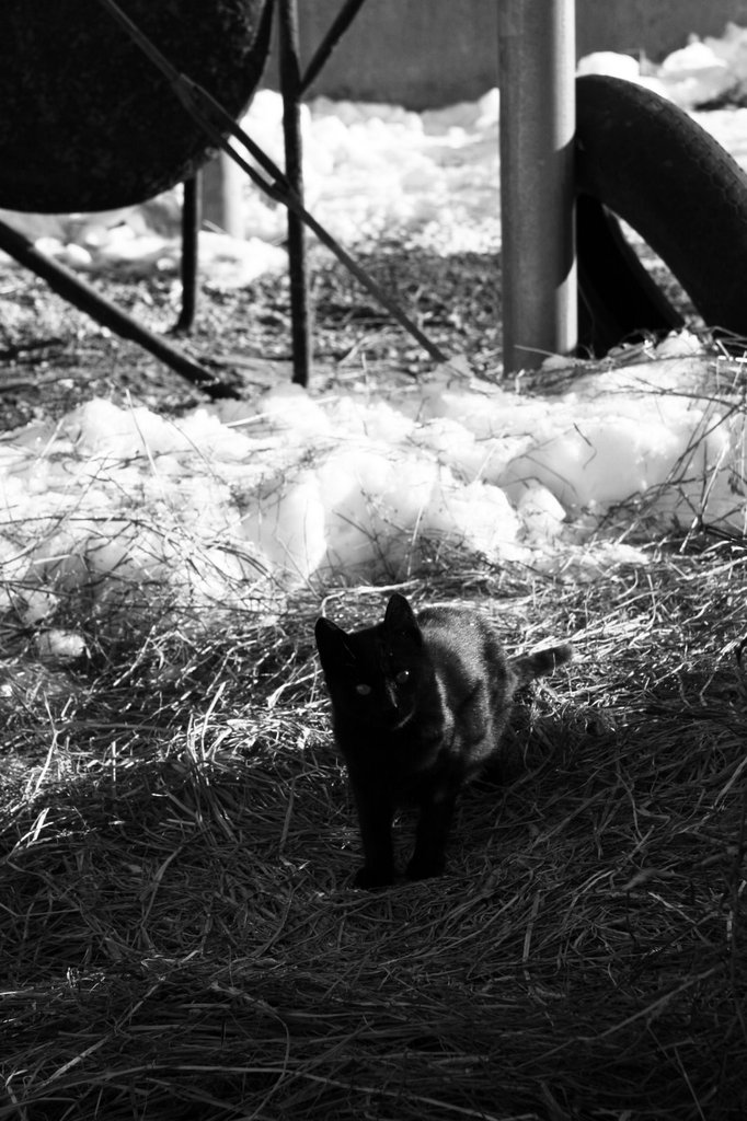 農家の野良猫