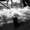 農家の野良猫