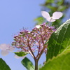 下から紫陽花