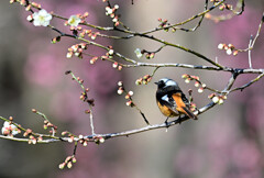 お花見ジョウ君（白梅編）