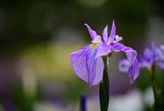 花菖蒲ラスト