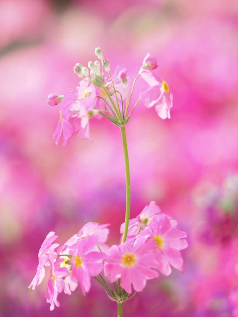 Primrose　１
