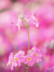 Primrose　１