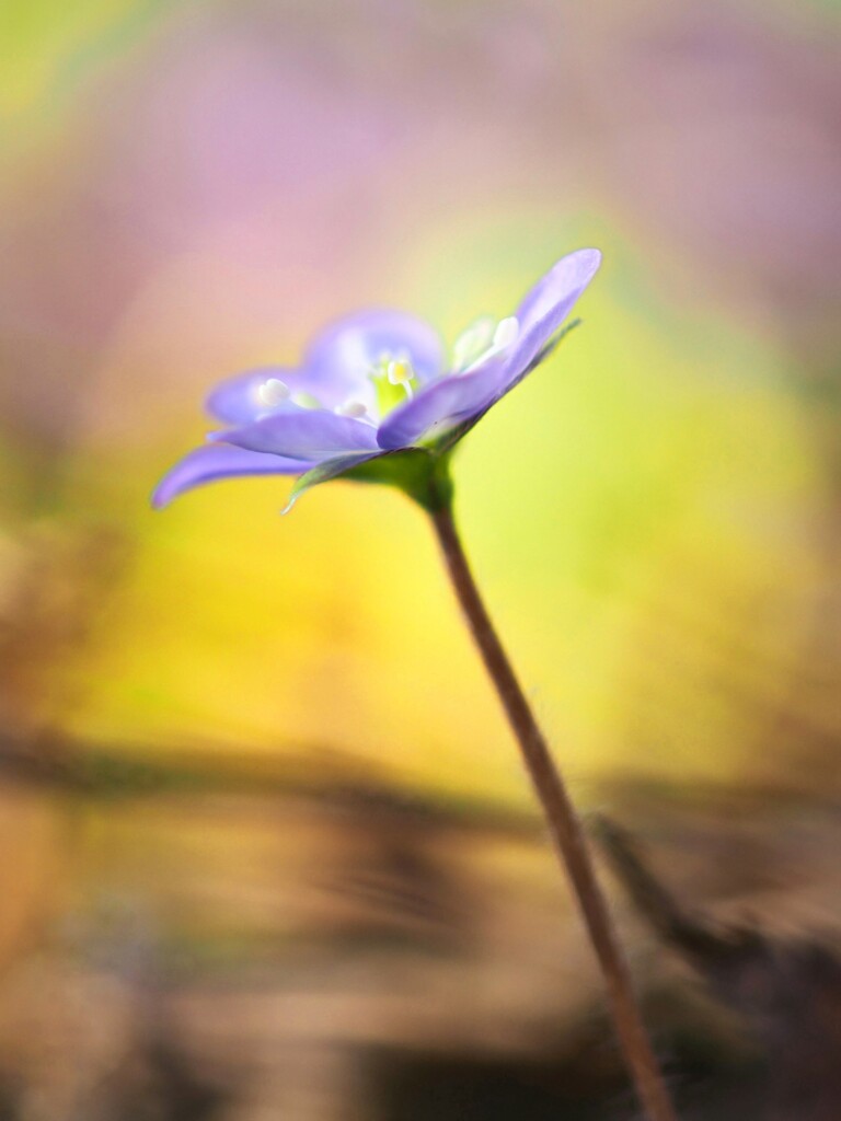 雪割草２