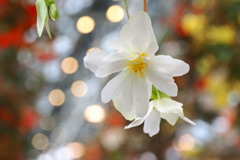 なばなの里温室の花１