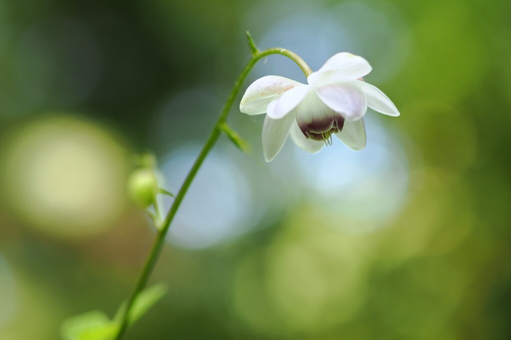 夏の妖精 Ⅱ