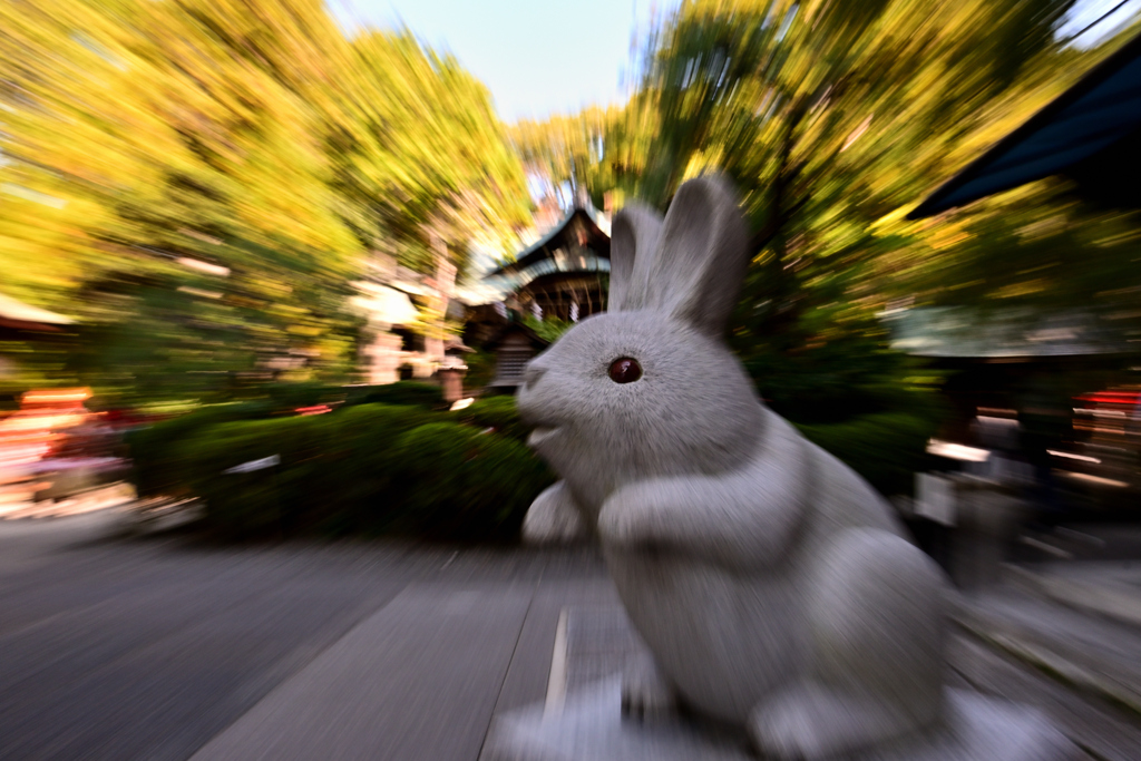 狛うさぎ