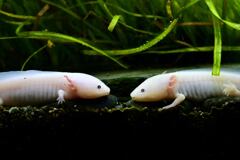 懐かしの生き物