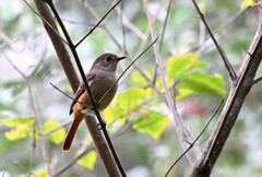 おすましのお嬢さん！
