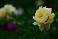 芍薬１