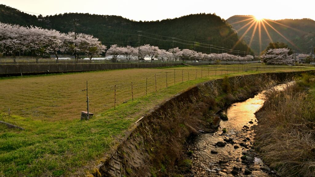 落日の町内桜ロード