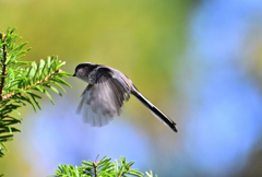 エナちゃんのホバ