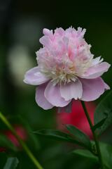 芍薬３