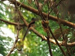 お蔵のサンコウチョウ２