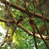 お蔵のサンコウチョウ２