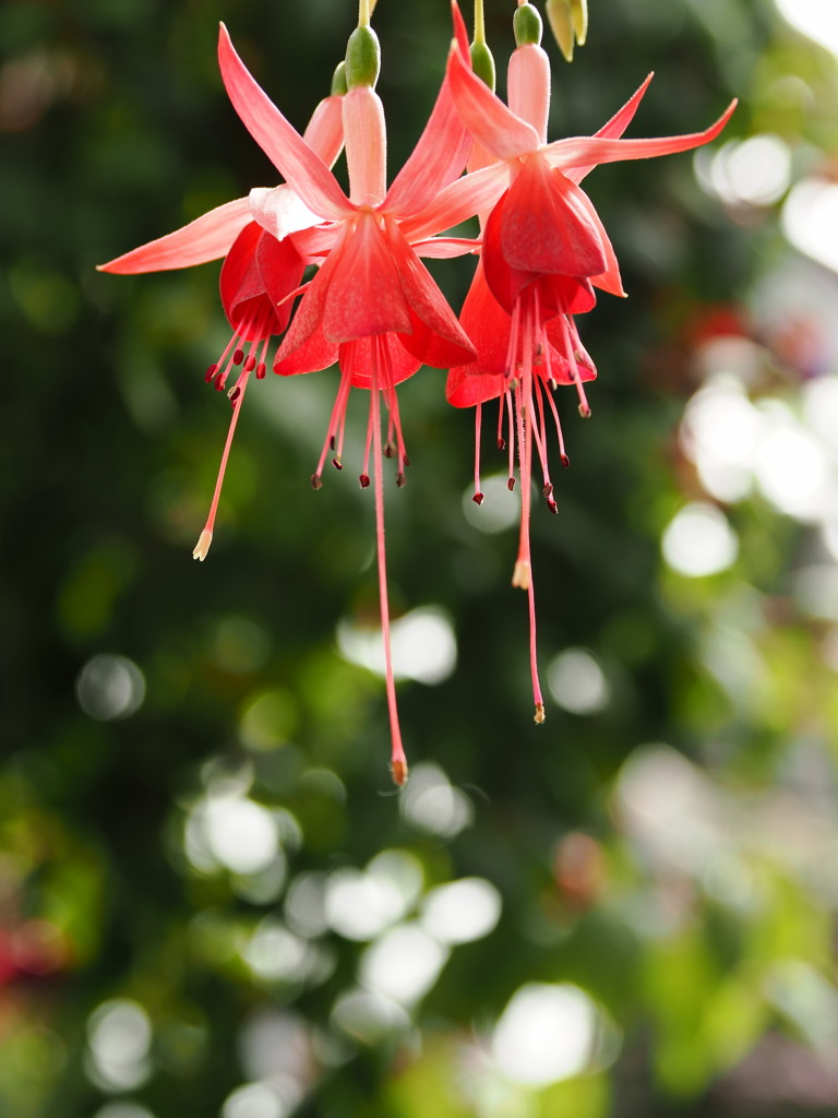 なばなの里温室の花３