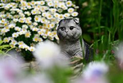 花壇の(=^・^=)