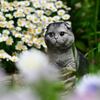花壇の(=^・^=)
