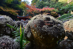 秋の愛宕（おたぎ）念仏寺２