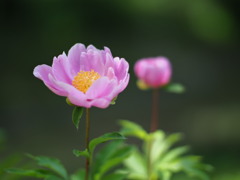 立てば芍薬、座れば牡丹