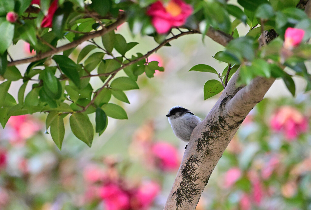 山茶花にエナちゃん！