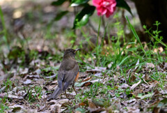アカハラの花見