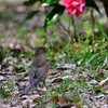 アカハラの花見