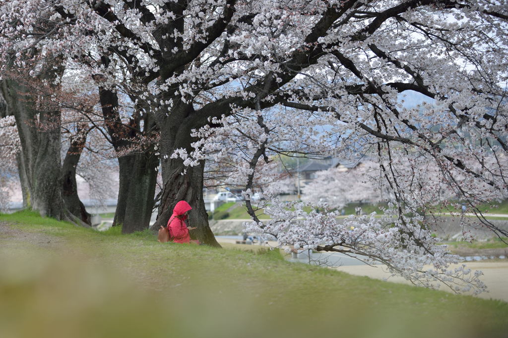 賀茂川上流域の桜
