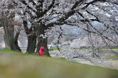 賀茂川上流域の桜