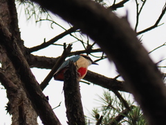 2年目のヤイロチョウ 1　2016年