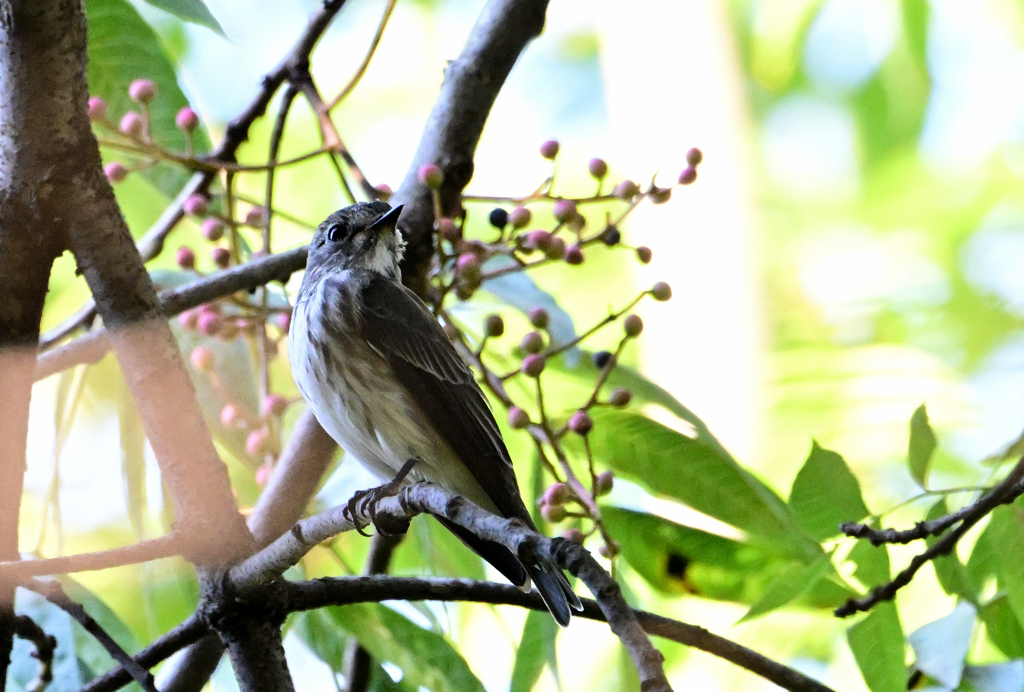 実りの秋とエゾビタキ