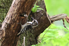 親鳥は忙しい！