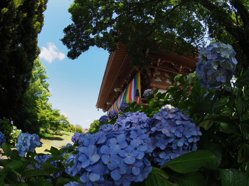 五色幕と紫陽花