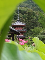 三室戸寺の蓮