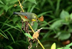 今季初撮りのソウシチョウ（相思鳥）