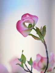 今年もクルリン２