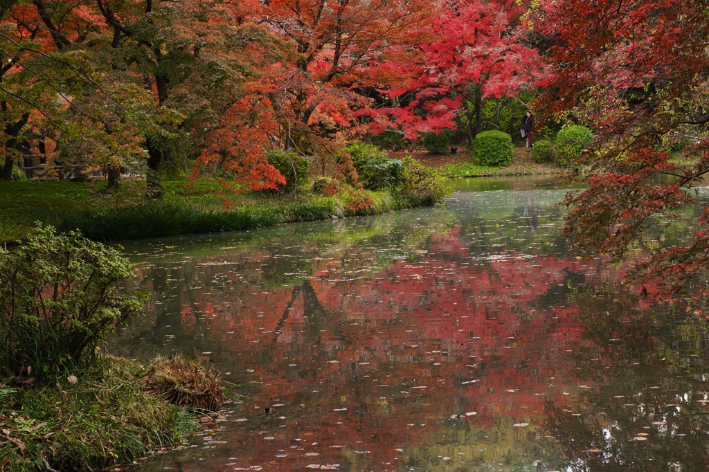 ホームグランドの紅葉