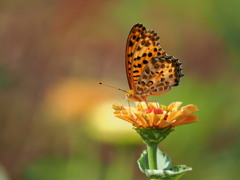 吸蜜八花飛び