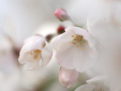 ２２年 My桜