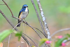 フレンドリーなルリ君 ２