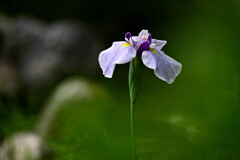 神苑の花菖蒲