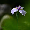 神苑の花菖蒲