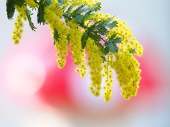 Spring Yellow