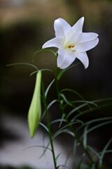 １１月の自宅のユリ